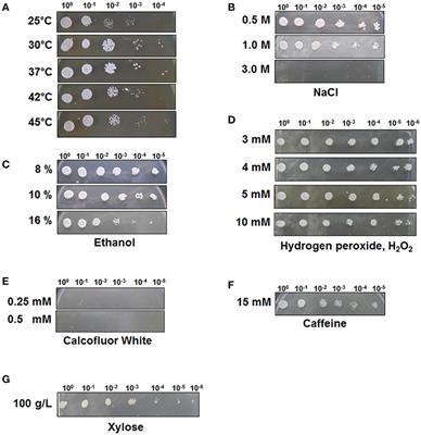 Isolation and Characterization of the Stress-Tolerant Candida tropicalis YHJ1 and Evaluation of Its Xylose Reductase for Xylitol Production From Acid Pre-treatment Wastewater